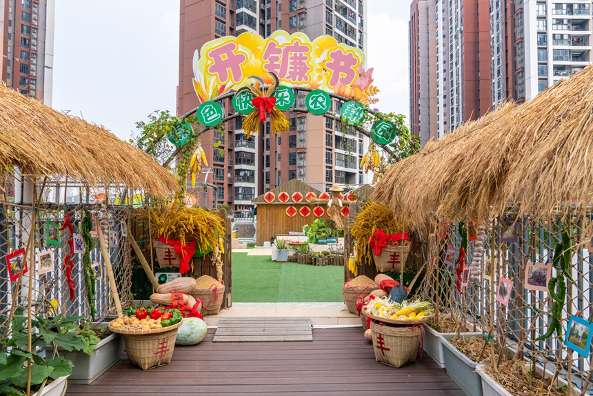 深圳市龍崗區(qū)麓城外國(guó)語(yǔ)小學(xué)農(nóng)耕園里的水稻迎來(lái)豐收時(shí)刻。