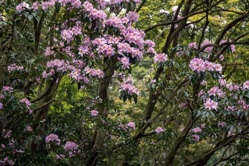山林花海。深圳梧桐山管理處供圖