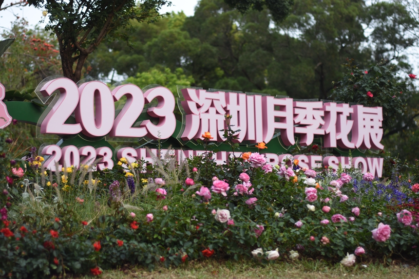 2023深圳月季花展舉行。曹歡慶攝