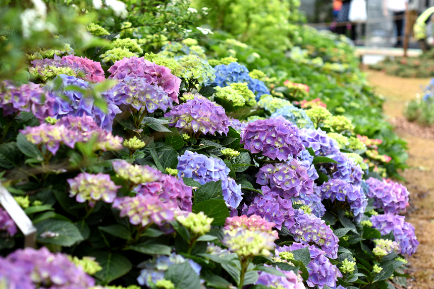 “與你共夢”，一座以無性系草花和矮牽牛為主的展示花園。曹歡慶攝