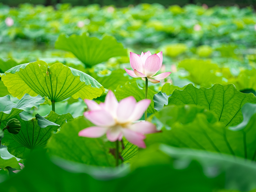 荷花綻放。人民網(wǎng) 王星攝