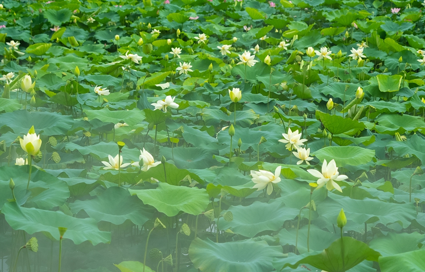荷花滿塘。人民網(wǎng) 王星攝
