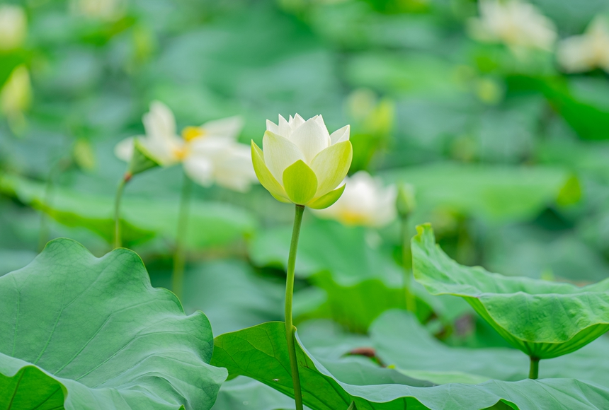 荷花綻放。人民網(wǎng) 王星攝