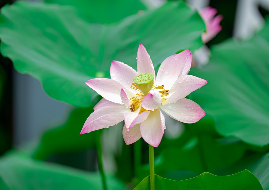 荷花綻放。人民網(wǎng) 王星攝
