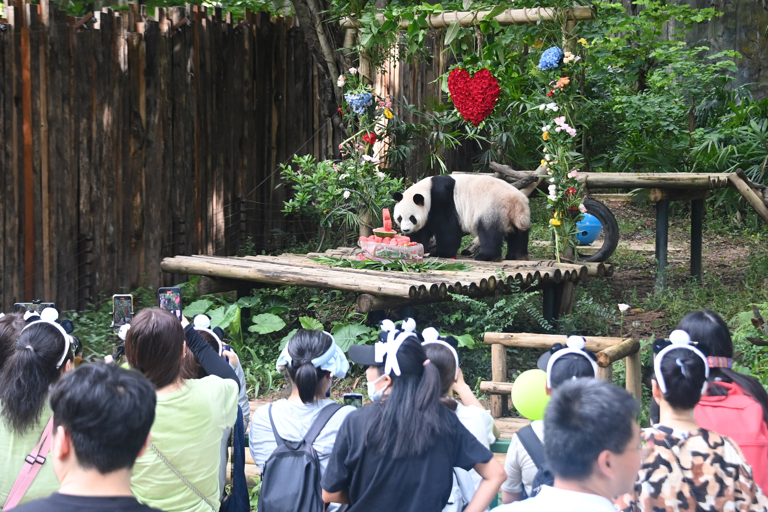 不少熊貓粉絲也來到現(xiàn)場一起為“園舟”慶生。李木生攝