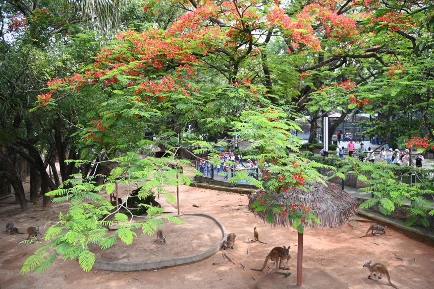 深圳野生動物園鳳凰花盛開。李木生 攝